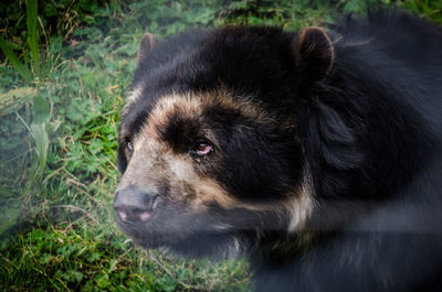 Close-up of dog