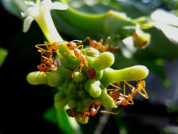 Close-up of ants on flower buds