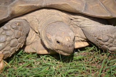 Close-up of tortoise