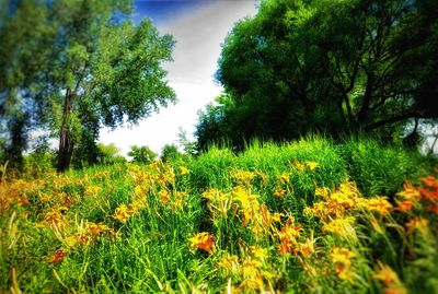 Scenic view of flowering trees and plants on field