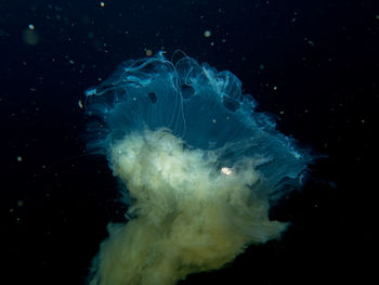 Jellyfish swimming in sea