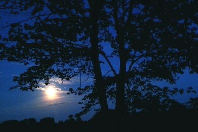 Silhouette of trees at sunset