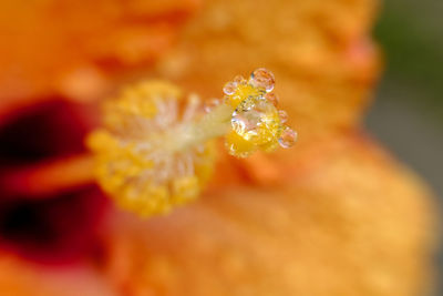 Close-up of butterfly on flower