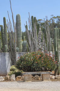 Cactus growing on field against sky