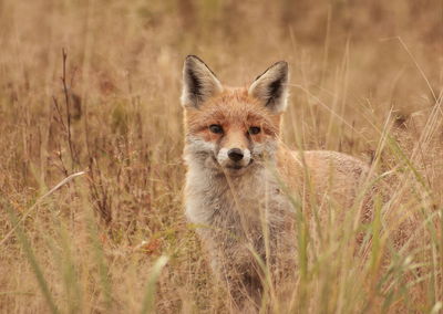 Portrait of fox in grass