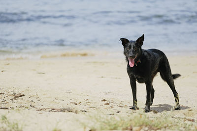Full length of a dog on beach