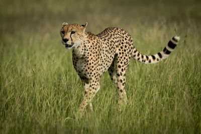 Cheetah standing on land in forest