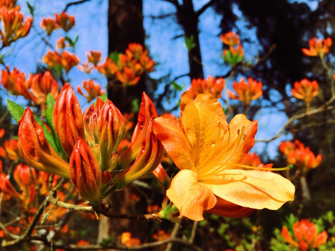 growth, focus on foreground, flower, orange color, fragility, close-up, beauty in nature, petal, nature, freshness, leaf, plant, season, flower head, blooming, autumn, branch, outdoors, selective focus, day