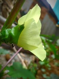 Close-up of flowering plant