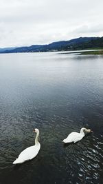 Swan floating on lake