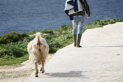 Rear view of goat walking on footpath