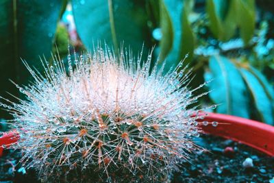 Close-up of succulent plant