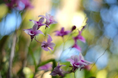 Close-up of pink flowering plant