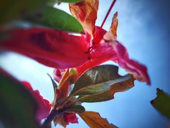 Close-up of red flowering plant