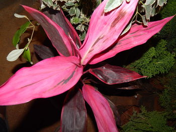 Close-up of pink flowers blooming outdoors