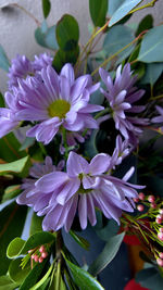 Close-up of purple flowering plants