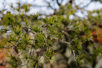 Close-up of plant