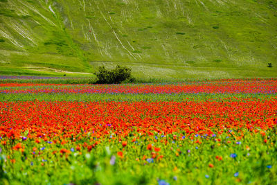 Scenic view of red tulip flowers on field