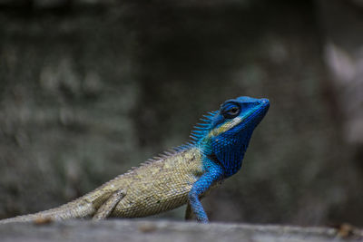 Close-up of lizard