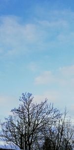 Low angle view of silhouette bare tree against sky