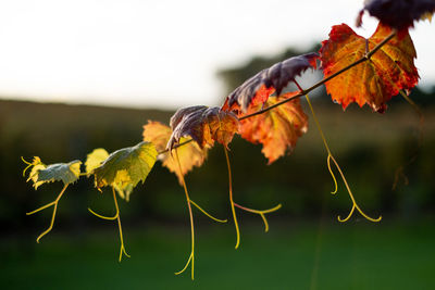 Close-up of yellow leaves on plant during autumn