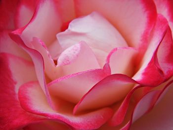 Close-up of pink rose