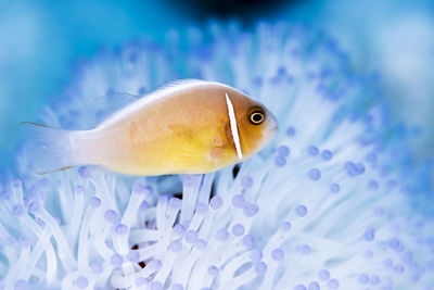 Pink clownfish