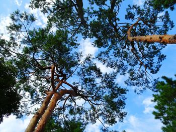 Low angle view of tree in forest against sky