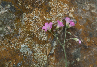 Close-up of pink flower on rock