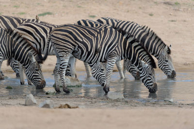 Zebra standing in a water