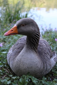 Close-up of duck