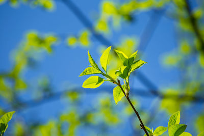 Beautiful, fresh bird cherry leaves against the spring sky.