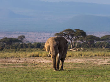 Elephant on landscape against sky