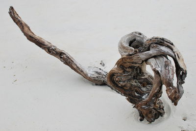 High angle view of driftwood at beach