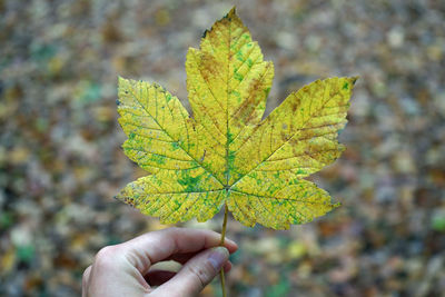 Close-up of hand holding maple leaves during autumn