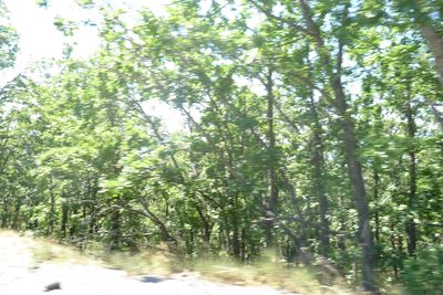 Trees in forest