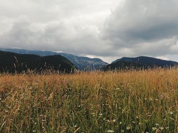 Scenic view of field against sky