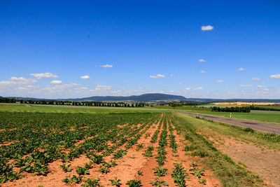 Scenic view of agricultural field against blue sky