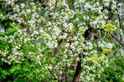 Close-up of flowering plants against trees