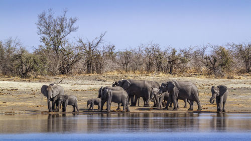 Elephants at riverbank against sky