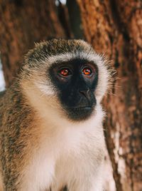 Close-up portrait of a monkey
