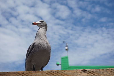 Close-up of bird perching against sky