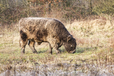 A galloway cattle is grazing in a nature park