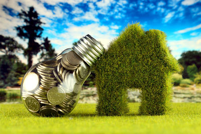 grass