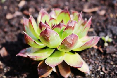 Close-up of succulent plant on field