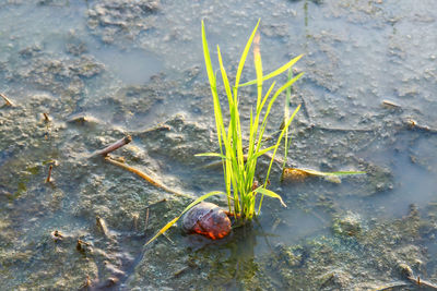 High angle view of turtle in water