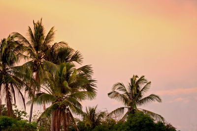 Low angle view of palm trees against sky