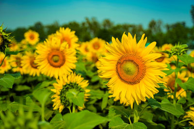 Close-up of sunflower on field