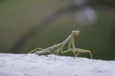 Close-up of praying mantis