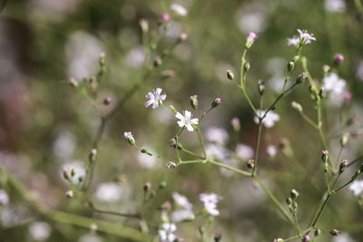 Close-up of flowering plants against blurred background